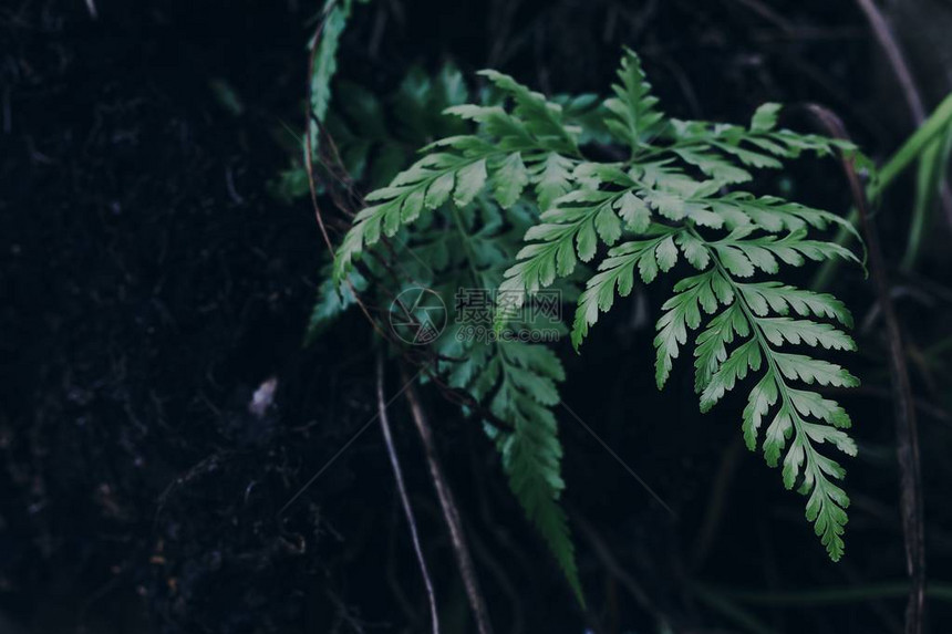 热带森林中的天然木柴植物图片