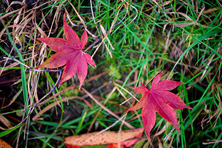 五颜六色的各种秋天落叶在地上土地的干叶覆盖表面特写背景图片