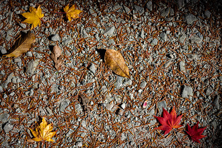 五颜六色的各种秋天落叶在地上土地的干叶覆盖表面特写背景图片
