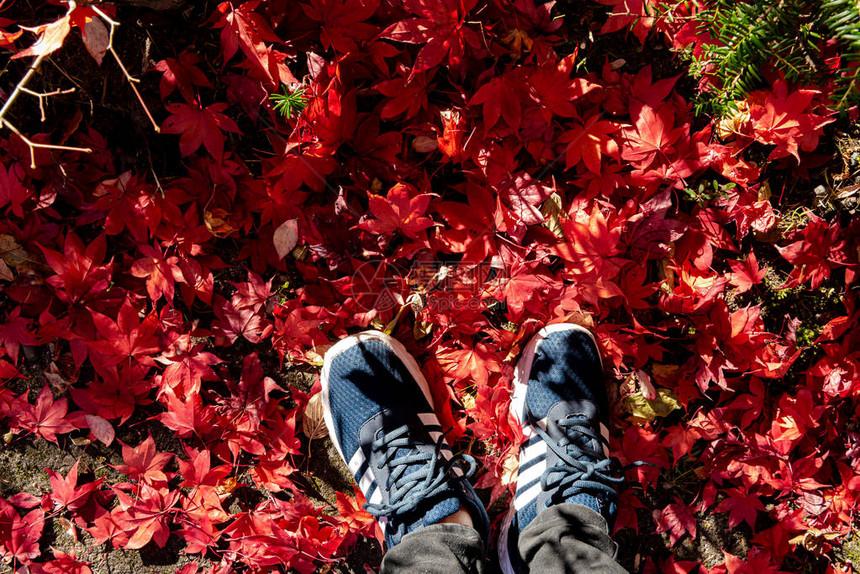 五颜六色的各种秋天落叶在地上用鞋子土地的干叶覆盖表面特写图片