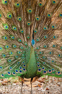 交配季节雄印度绿孔雀背景图片