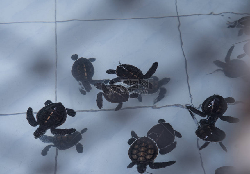 在笼塘中保护海龟宝保存在笼子图片
