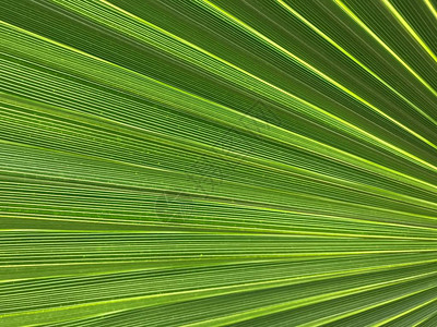 自然中的棕榈树图片