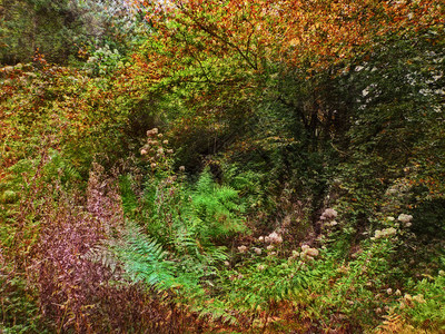 大自然中神秘隧道的抽象迷幻背景与五颜六色的植图片