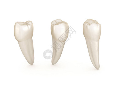 牙科解剖学下颌前磨牙医学上准确的牙科图片
