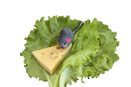 在白色背景上孤立的生菜叶上的老鼠和一块奶酪的身影图片
