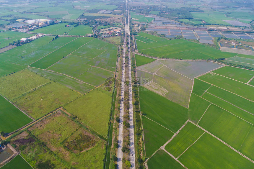乡村公路穿过绿色稻田图片