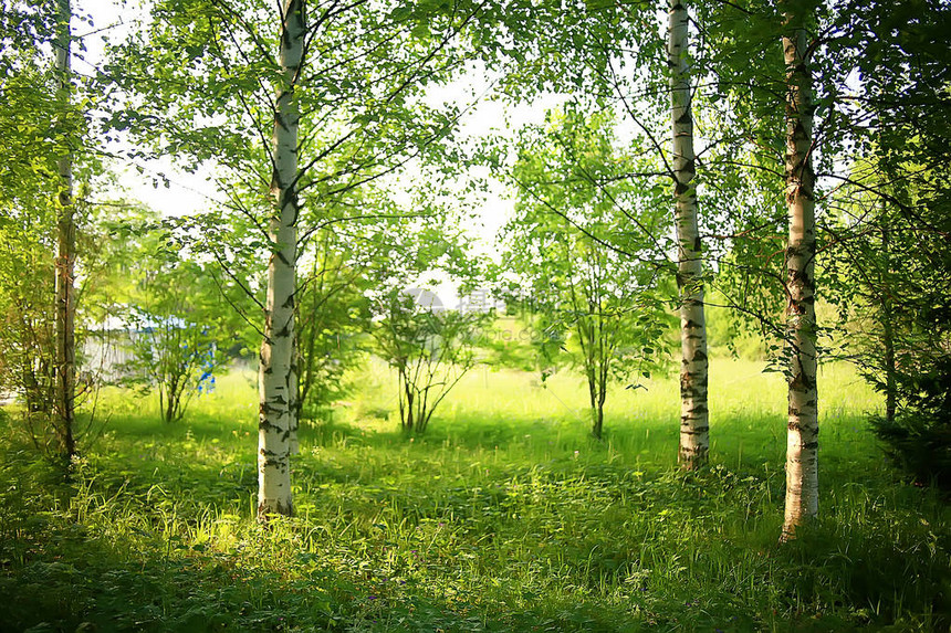 绿树枝留下背景抽象观点季节夏季森林绿色树图片