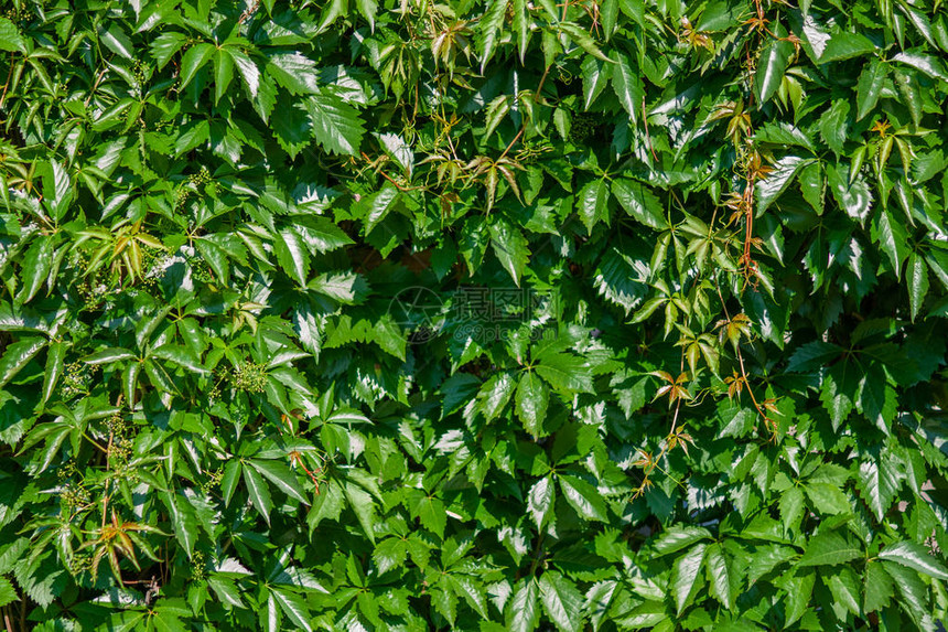 野生五叶葡萄叶丛的绿墙Parthenocissusquinquefolia叶子特写图片