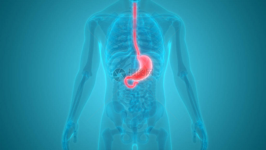 人体消化系统胃解剖学的3D插图图片