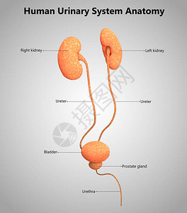 人体泌尿系统解剖学的3D插图图片