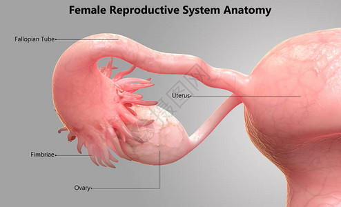 女生殖系统解剖学的3D插图背景图片