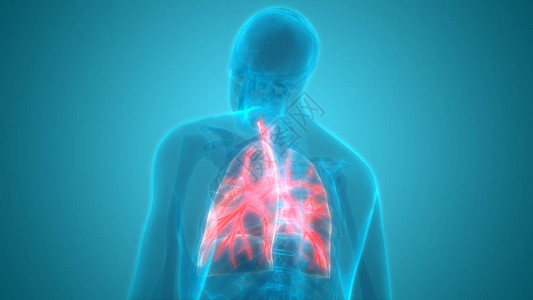 3d肺部人体器官图片
