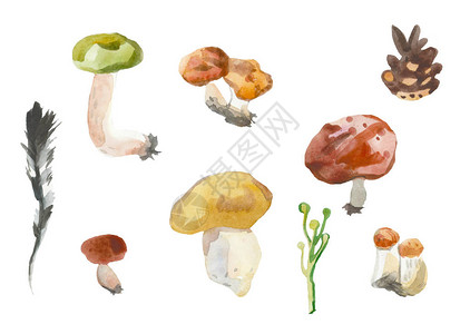 白色背景的一串蘑菇和锥子一个植物的人工油漆图片