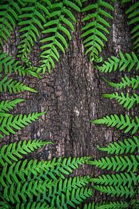 树枝上的野生和自然生态背景树枝的框Top图片