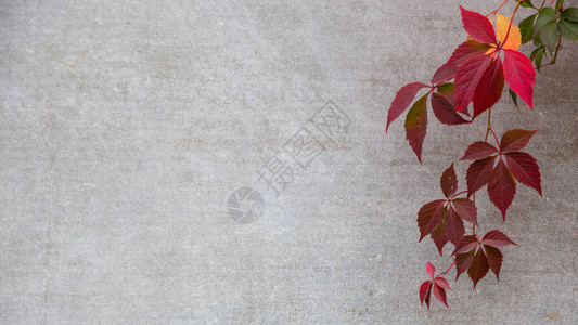 灰色背景上的秋叶或秋叶TextureSubtext图片