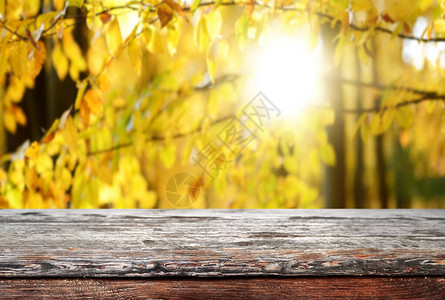 空木桌背景秋季主题图片