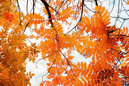 树枝的秋叶与天空相对秋季地貌自然背景背景图片