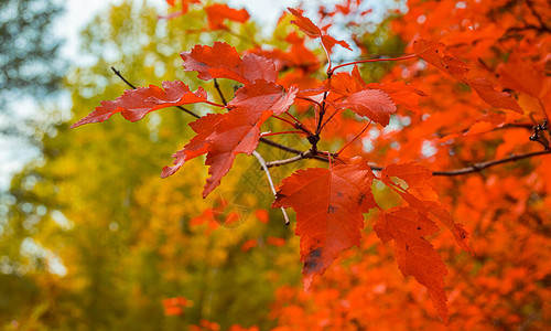 树枝的秋红叶自然背景水平图片