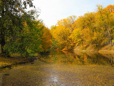公园的秋天池塘表面满是黄图片