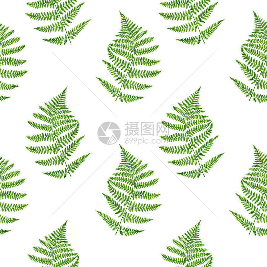 水彩蕨叶无缝图案手绘植物插图隔离在白色背景上纺织品织物设计壁纸卡片邀请图片