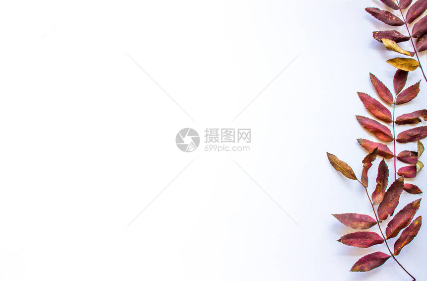白色背景与右侧的山灰红叶秋天背景与文图片