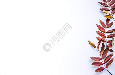 白色背景与右侧的山灰红叶秋天背景与文图片