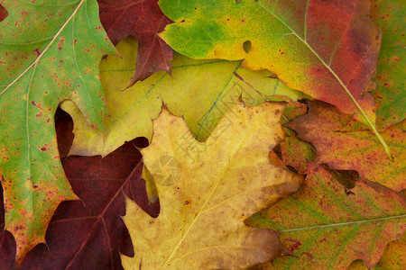 橡树叶覆盖着地面的各种颜色图片