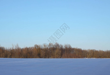 以树木和森林为背景的美丽冬季景观圣诞节和新年的心情降雪和图片