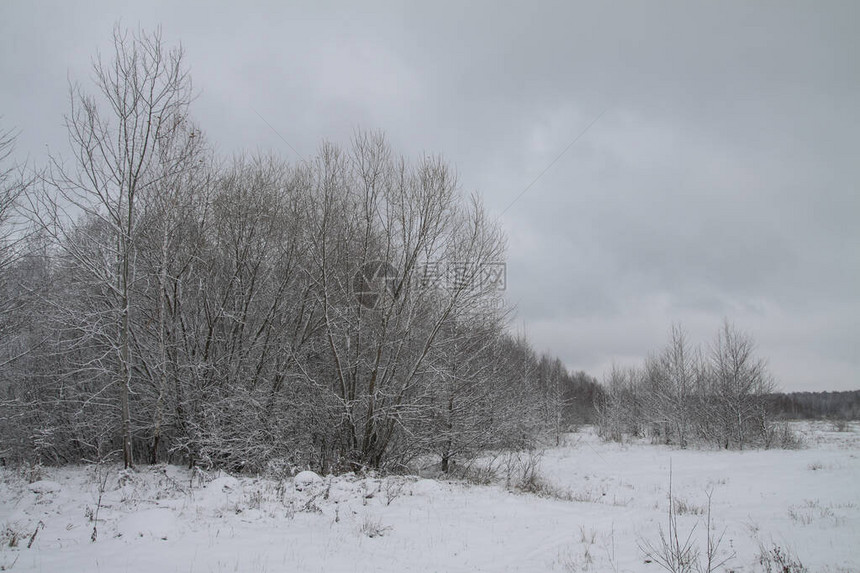 以树木和森林为背景的美丽冬季景观圣诞节和新年的心情降雪和图片