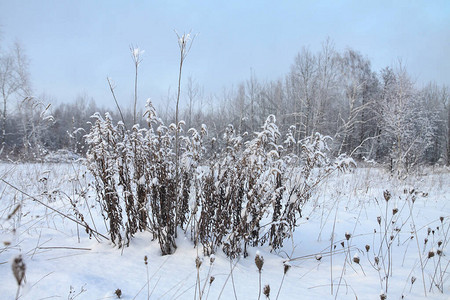 以树木和森林为背景的美丽冬季景观圣诞节和新年的心情降雪和图片