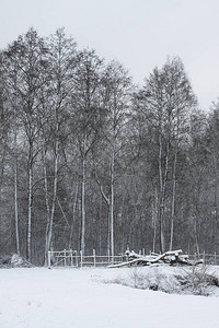 以树木和森林为背景的美丽冬季景观圣诞节和的心情降雪和图片