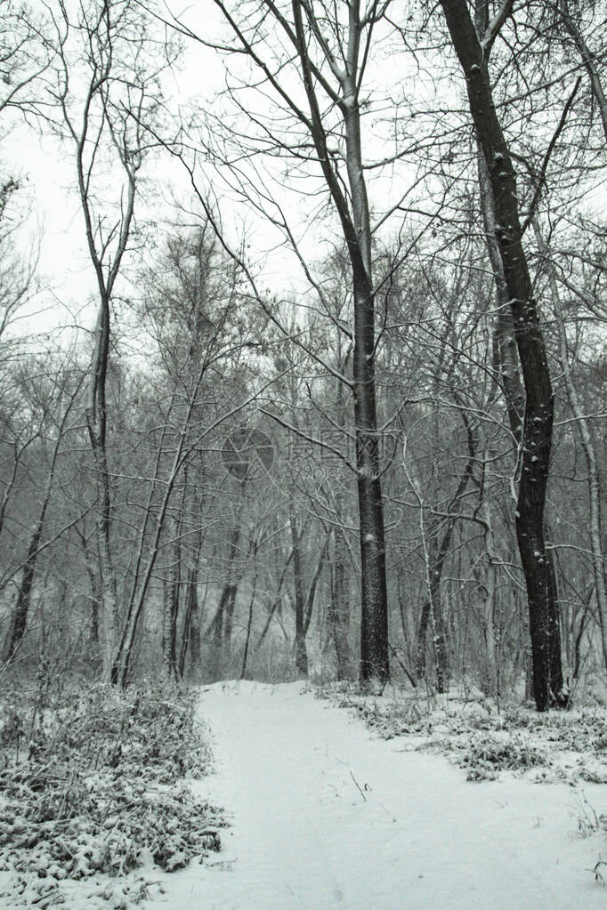 以树木和森林为背景的美丽冬季景观圣诞节和新年的心情降雪和图片
