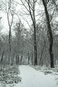 以树木和森林为背景的美丽冬季景观圣诞节和新年的心情降雪和图片