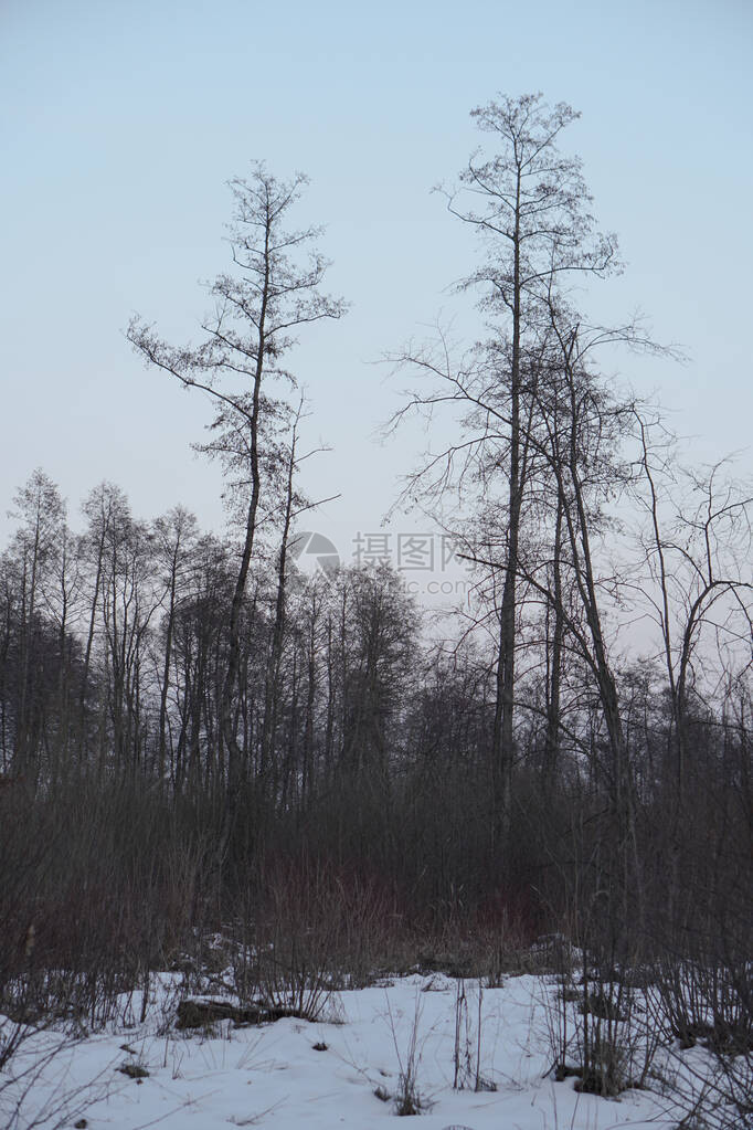 以树木和森林为背景的美丽冬季景观圣诞节和的心情降雪和图片