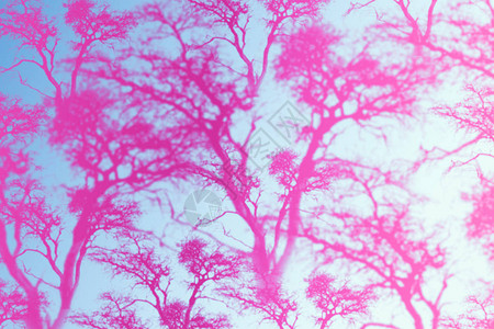 无缝模式与粉红色的树图片