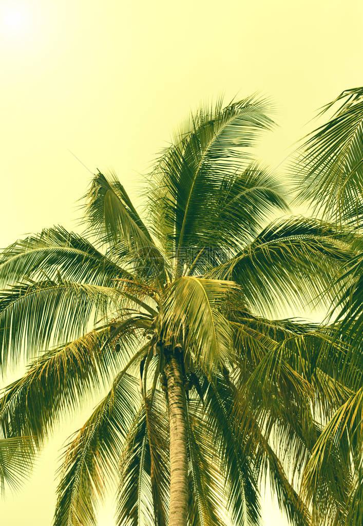 椰子棕榈树在热带地区密闭美丽的自然园地假图片