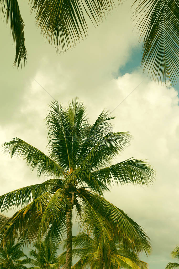 椰子棕榈树在热带地区密闭美丽的自然园地假图片