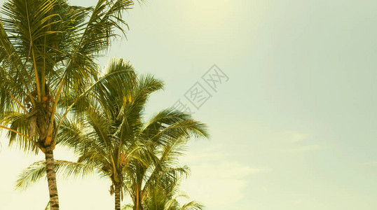 在热带地区棕榈树与天空相交近图片
