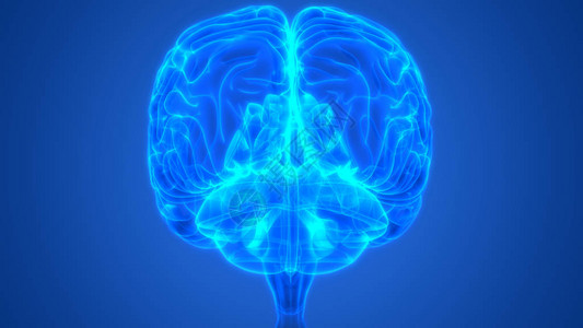 3D人类神经系统中央脑解剖器官插图片
