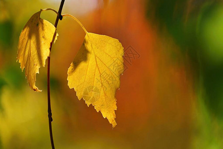 季节自然概念秋天五颜六色的树叶在树上美丽的图片