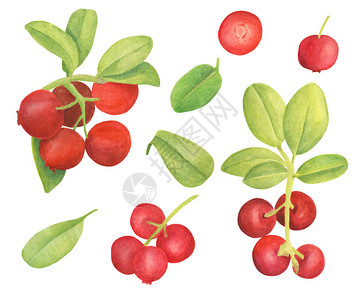 水彩越橘套装手绘有红色浆果和叶子的树枝森林植物设计贺卡喜帖壁纸包图片