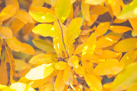 秋天的暖色树叶背景图片