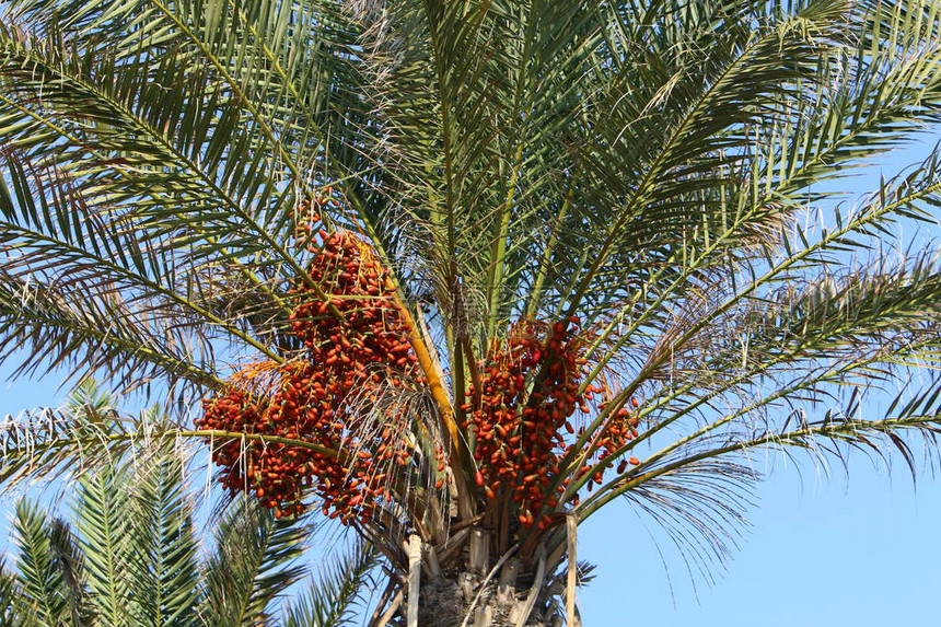 以色列国北部高棕榈树上的一座城市园圃图片