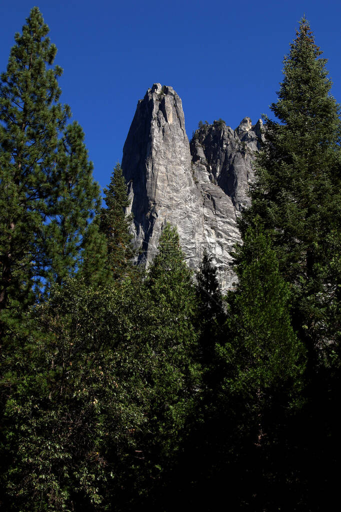 Yosemite公园松树之间图片