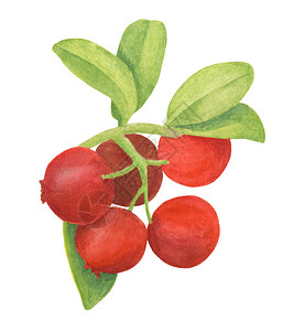 水彩越橘手绘有红色浆果和叶子的树枝森林植物设计贺卡喜帖壁纸包图片