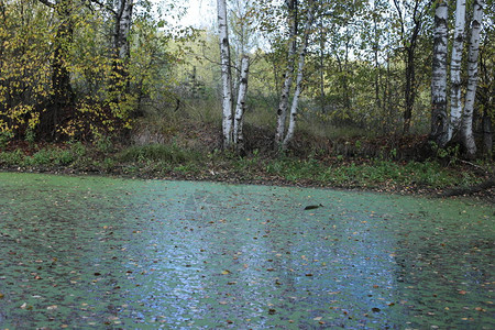 秋天的森林景观坠入沼泽图片
