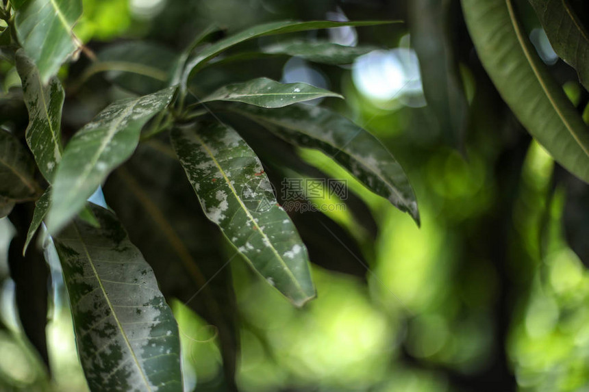 美丽的芒果树叶景观具有bok图片