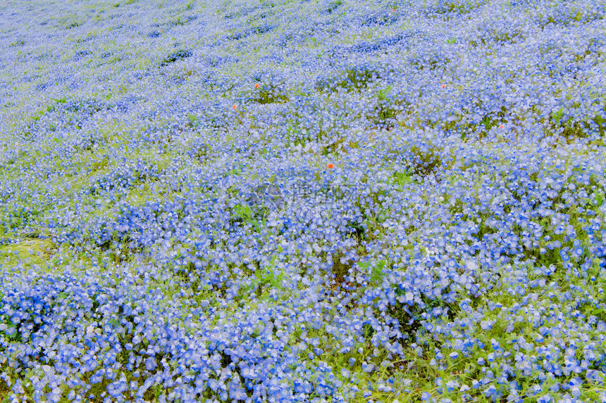 Menziesii蓝眼小花图片