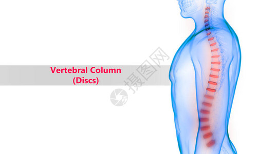 3D人类骨骼系统解剖学Vert图片